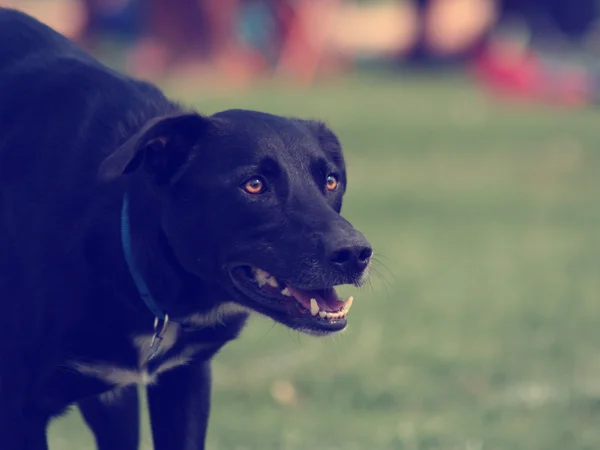 Perro en el césped en el parque —  Fotos de Stock