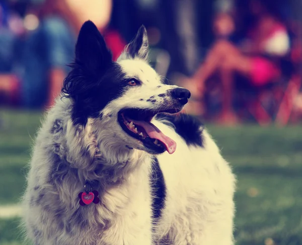 Chien dans l'herbe au parc — Photo