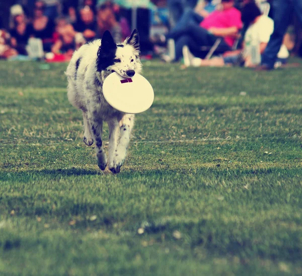 Perro con frisbee en el parque — Foto de Stock