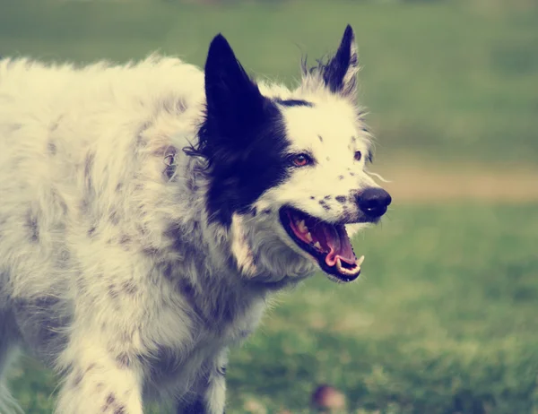 Dog in the grass at park — Stock Photo, Image