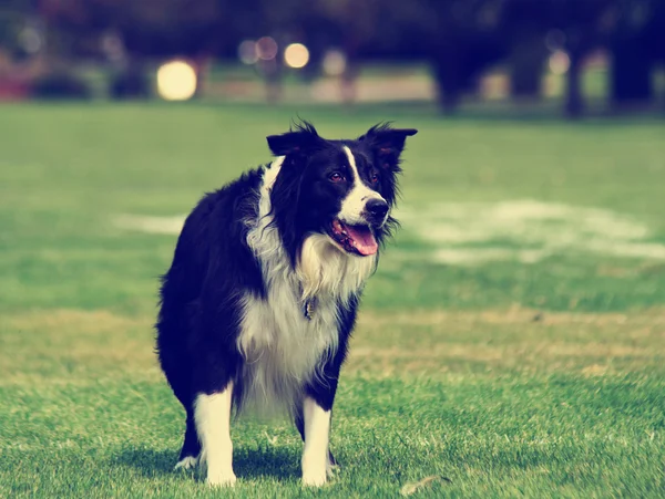 Pes na trávě v parku — Stock fotografie