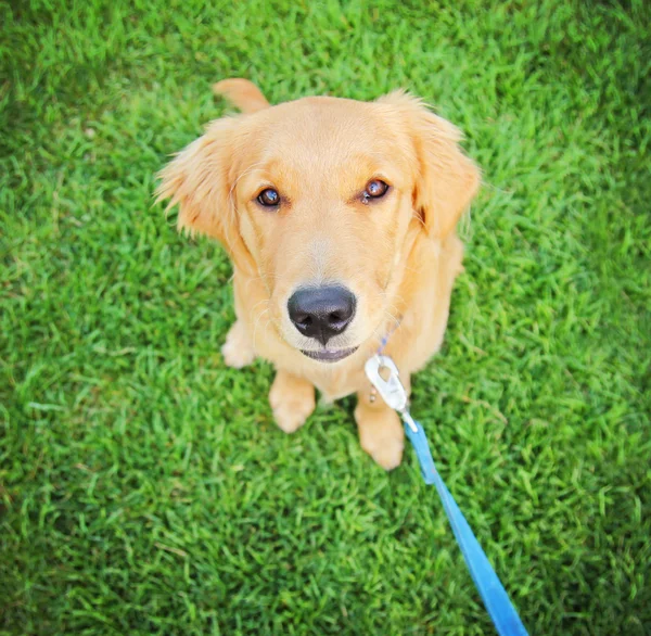 Golden Retriever Welpe — Stockfoto