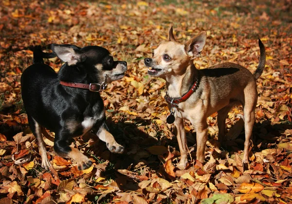Chihuahuas spielen in den Blättern — Stockfoto