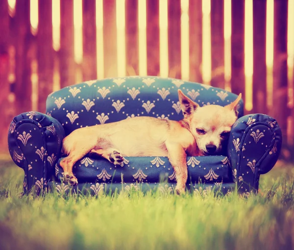 Chihuahua laying on couch — Stock Photo, Image