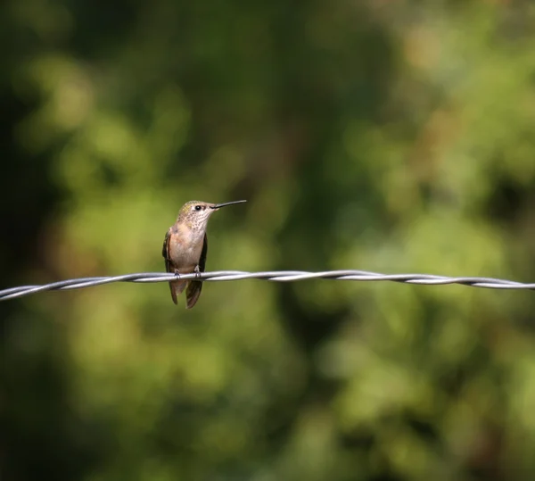 Hummingbird sitter på tråd — Stockfoto