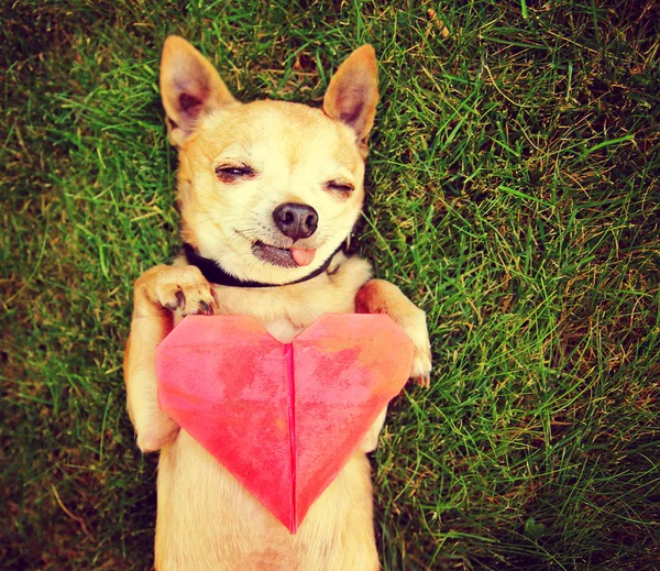 Chihuahua segurando origami papel coração — Fotografia de Stock