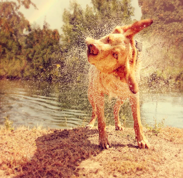 Lab mix shaking off water — Stock Photo, Image