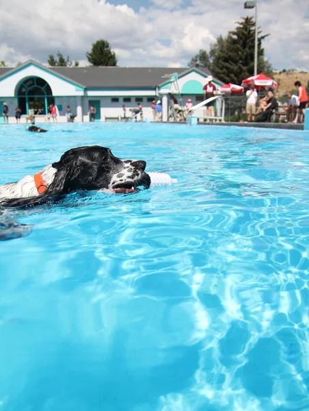 Perro en piscina pública — Foto de Stock