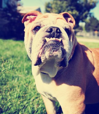 Şirin bulldog dışında