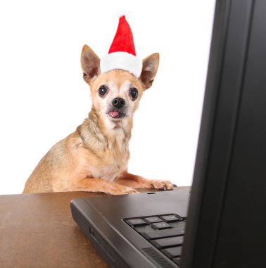 Chihuahua ile internet'te sörf Noel Baba şapkası