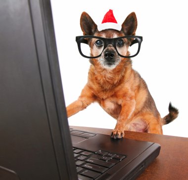 İnternet'te sörf Noel Baba şapkası ile köpek