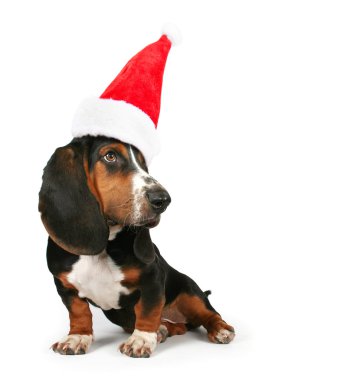 Basset hound santa şapka ile
