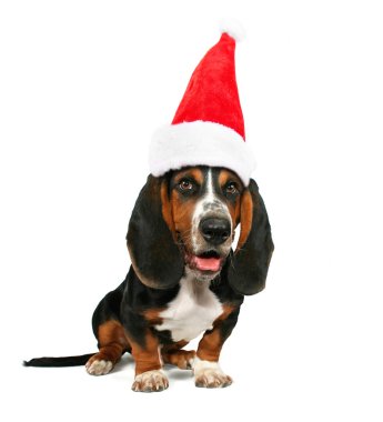 Basset hound santa şapka ile