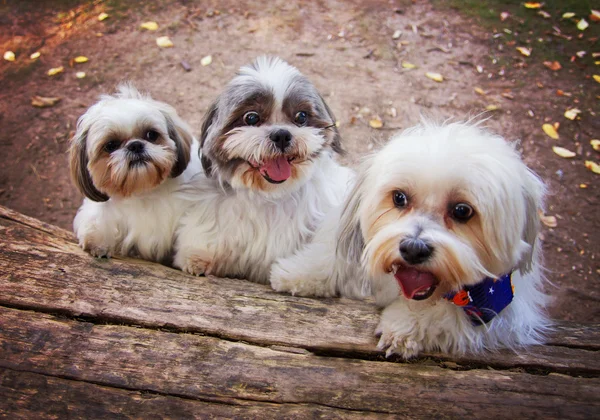 Three white mixed breed dogs — Stock Photo, Image