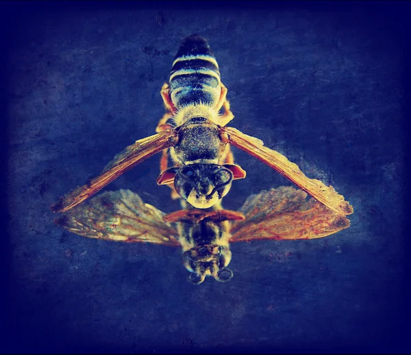 Bee on mirror — Stock Photo, Image