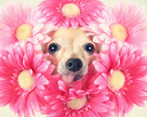 Chihuahua mit Blumen um den Kopf — Stockfoto