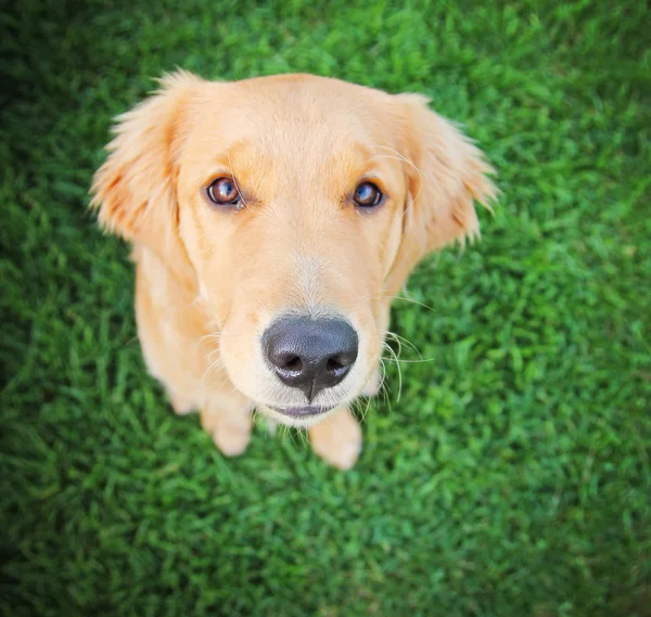 Golden retriever sentado na grama verde — Fotografia de Stock