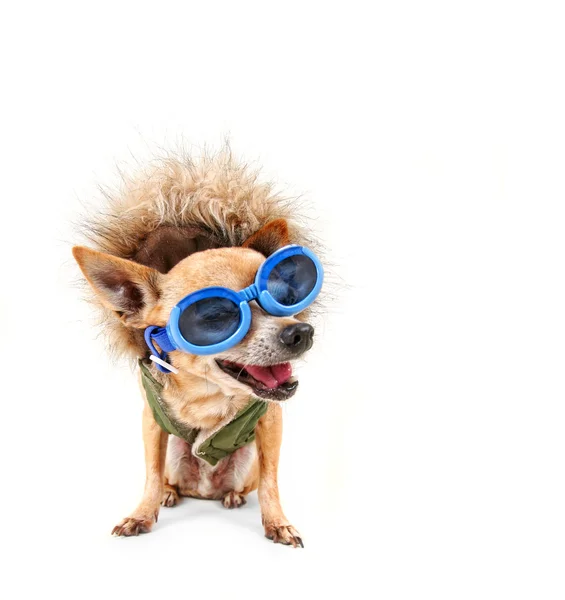 Chihuahua with coat and goggles — Stock Photo, Image