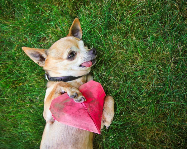 Chihuahua che tiene origami cuore di carta — Foto Stock