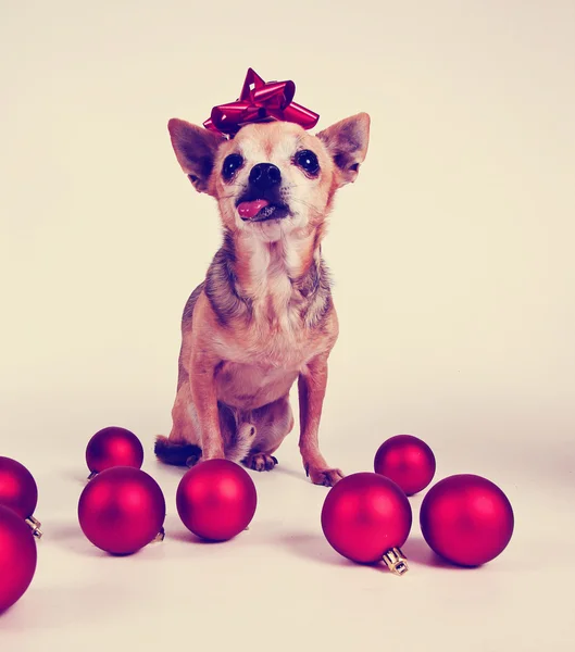 Chihuahua vestita con abiti natalizi — Foto Stock