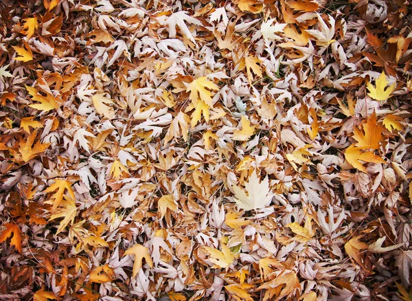 Höst löv på marken — Stockfoto