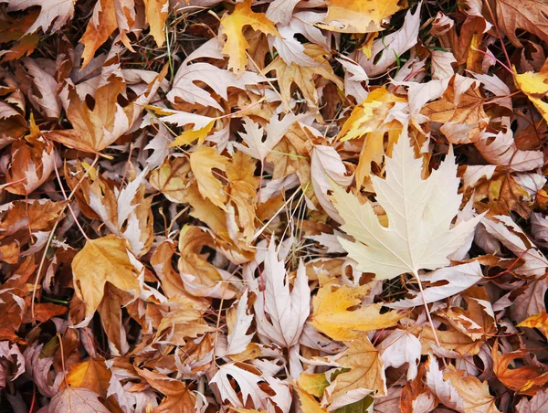 Autumn leaves on the ground — Stock Photo, Image