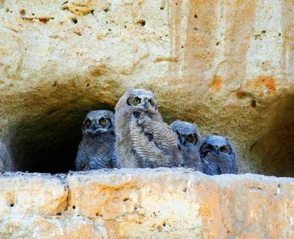 Owlets op een klif — Stockfoto