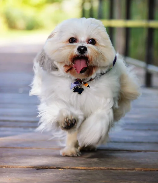 Misto raça cão correndo através de ponte — Fotografia de Stock