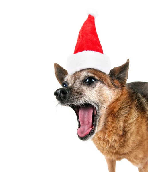 Chihuahua avec chapeau de Père Noël — Photo