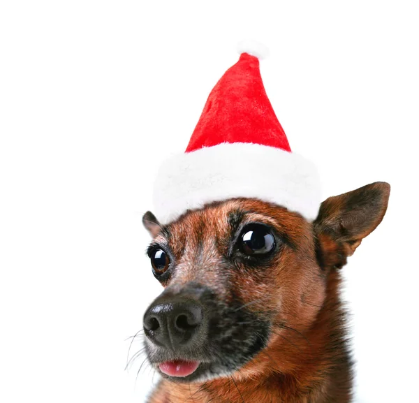 Chihuahua with santa hat — Stock Photo, Image