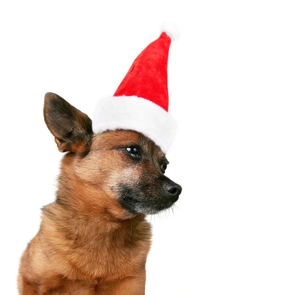 Noel Baba şapkası ile Chihuahua — Stok fotoğraf