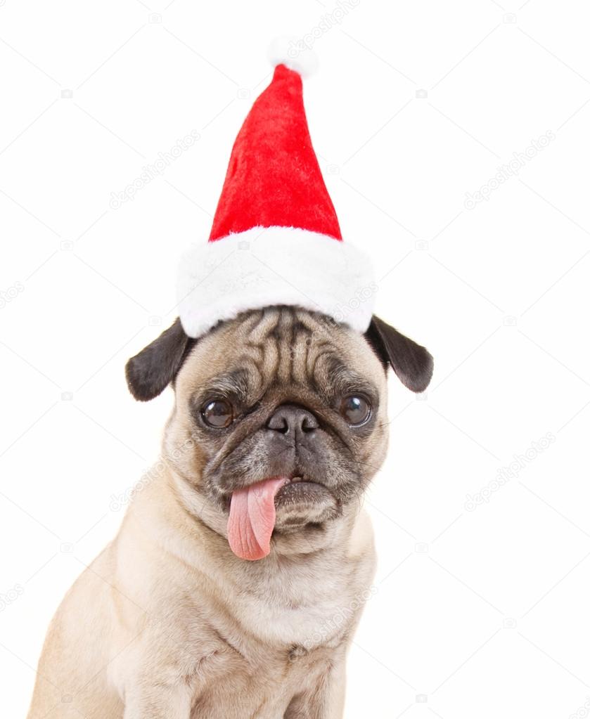 Pug dog with santa hat