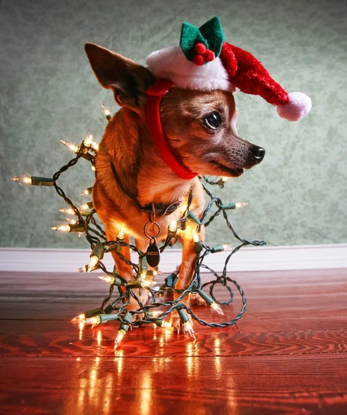 Chihuahua-Hund mit Weihnachtsmütze — Stockfoto