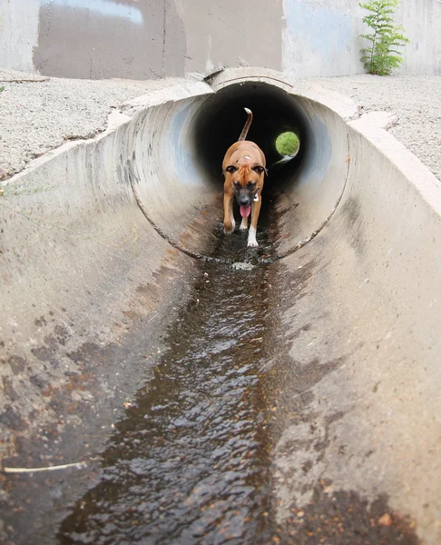 Pies biegnąc przez tunel — Zdjęcie stockowe