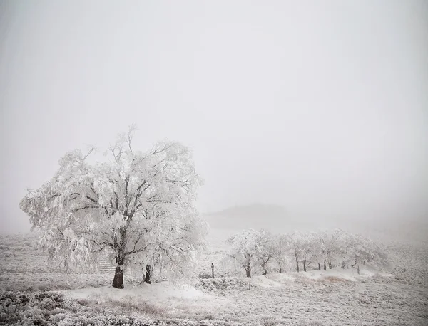 Paisaje de invierno congelado — Foto de Stock