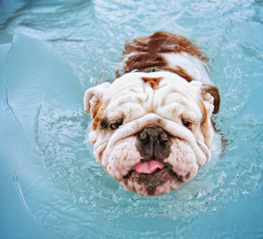 havuzda eğleniyor köpek