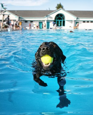 havuzda eğleniyor köpek