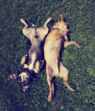 İki chihuahuas otların arasında inişli çıkışlı