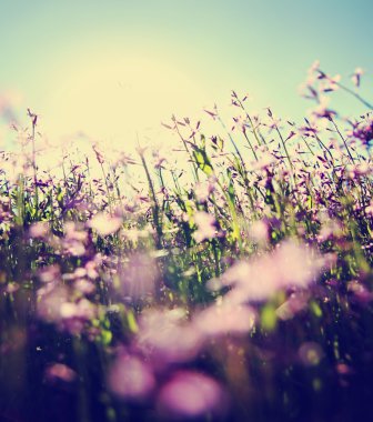 Güzel, pembe kır çiçekleri