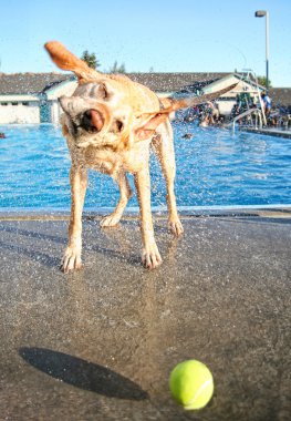 köpek su kapalı sallayarak