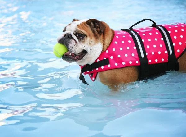 Hund att ha roligt i poolen — Stockfoto