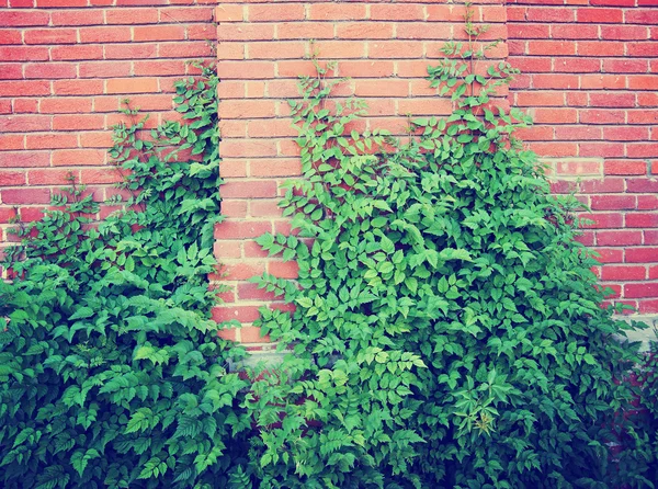 Brick building with ivy plants — Stock Photo, Image