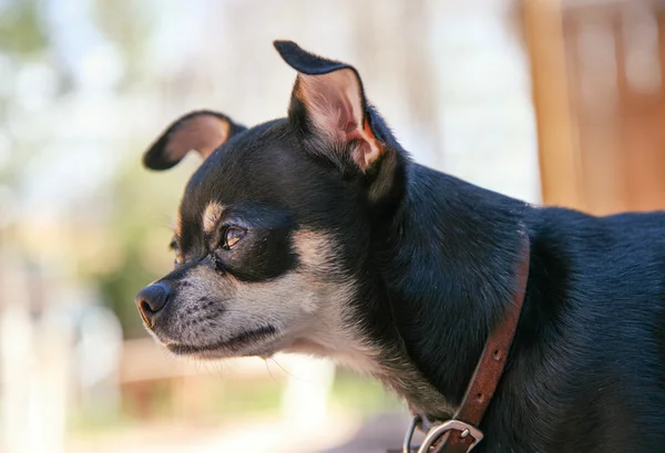 Chihuahua looking in a window — Stock Photo, Image