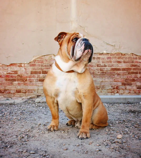 Bulldogge mit Ziegelwänden — Stockfoto