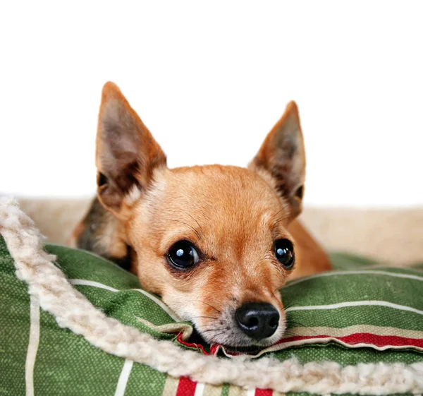 Tiny chihuahua on  pet bed — Stock Photo, Image