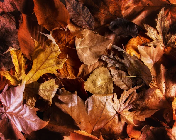 Hojas de otoño coloreadas — Foto de Stock