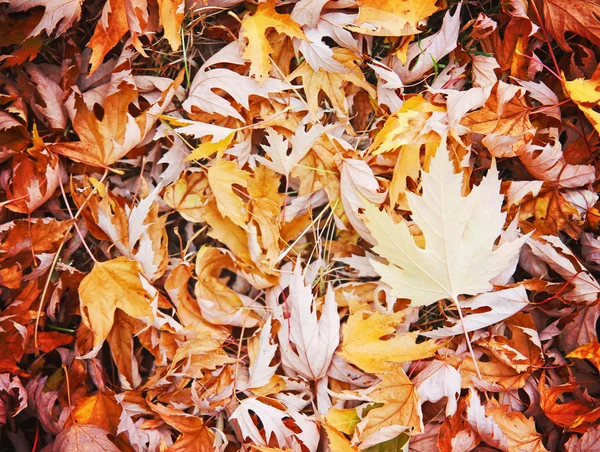 Hojas de otoño coloreadas —  Fotos de Stock