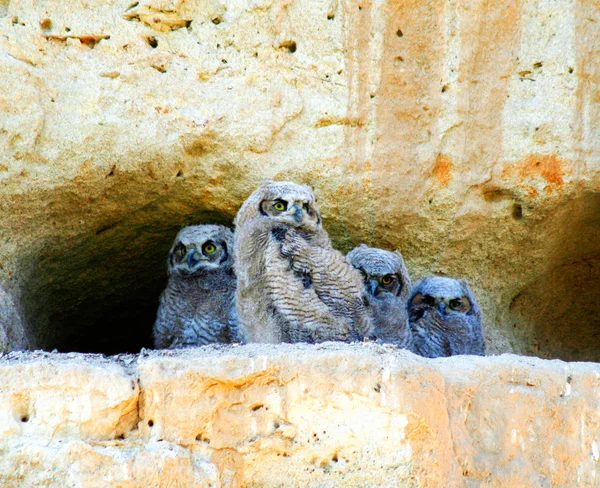 Great horned owl baby 's — Stockfoto