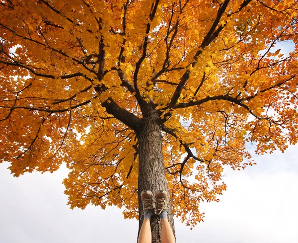 Piedi femminili sul tronco d'albero — Foto Stock