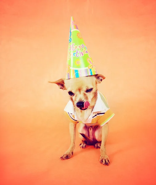 Chihuahua in party attire — Stock Photo, Image